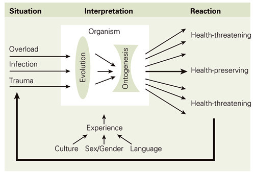 Figure 1  The human organism’s «interpretation» of the situation and its context is decisive for whether the reaction…
