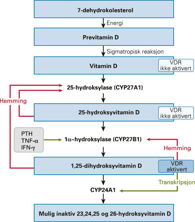 Figur 1  Vitamin D-metabolismen. Det har vært antatt at sollys er helt nødvendig for omdanning av 7-dehydrokolesterol til…