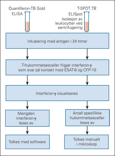 Figur 1  Prinsipper for de to Interferon-gamma Release Assays (IGRA) som er tilgjengelig i Norge. ELISA = Enzyme-linked…