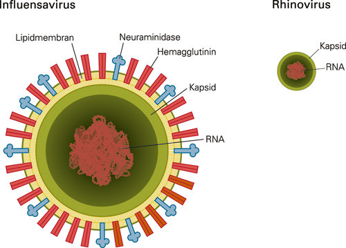 Figur 2  Et rhinovirus er et lite picornavirus (28 – 30 nm) som består av viralt RNA omgitt av et ytre kapsid (skall)…