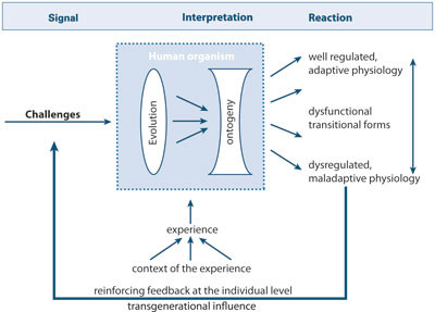 Figure 1 The model shows how genetic and epigenetic elements (shown as lenses) contribute to an organism’s interpretation…