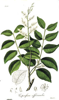 Figure 7  Copaifera officinalis, from which copaiba balsam is extracted, reproduced from Medical botany by John Stephenson…