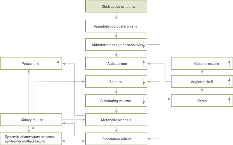 Figure 2  Pathophysiology in obstructive uropathy. The figure is based on Paal H.H. Lindenskov’s layout