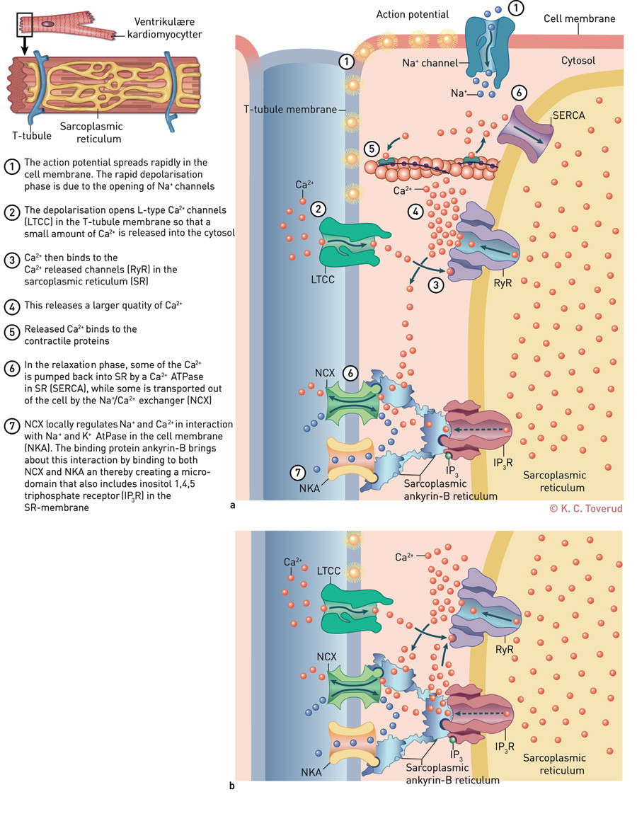 Figure 1 a) Schematic diagram of the dyad and excitation-contraction coupling in ventricular cardiomyocytes. Solid arrows…