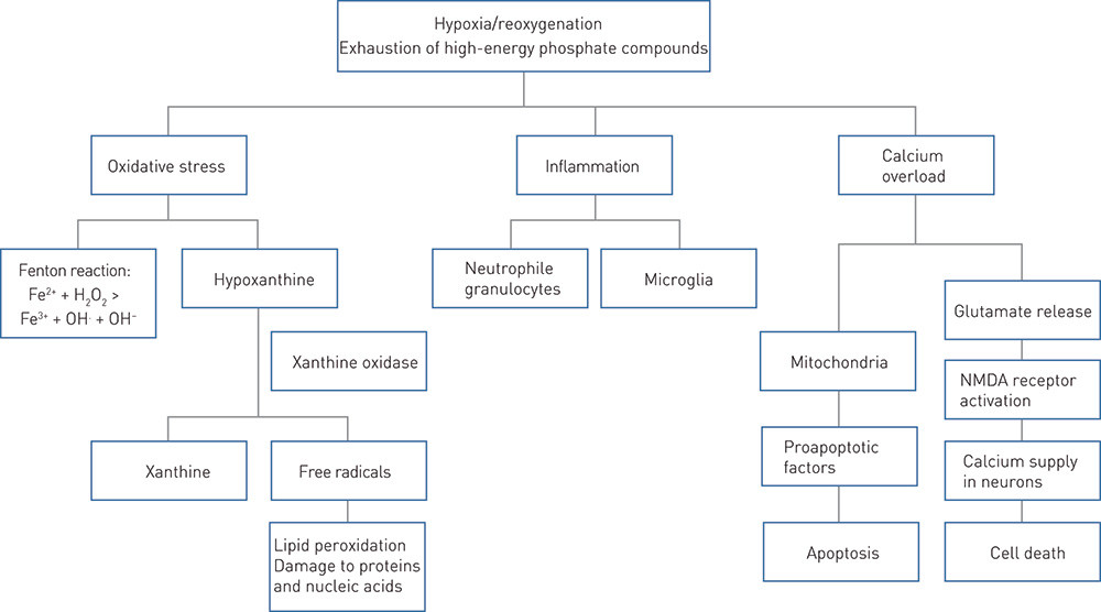 Figure 2  Schematic presentation of some of the mechanisms underlying neurological damage after perinatal asphyxia. During…