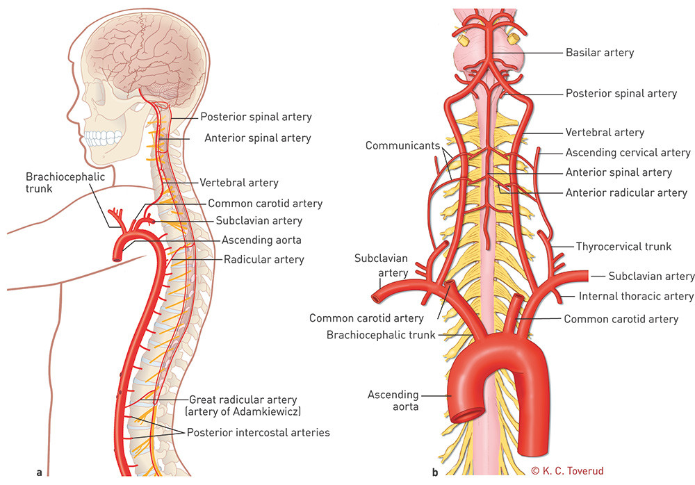 Figure 4  a) An overview of the blood supply to the spine in the sagittal plane and b) the cervical part of the anterior…