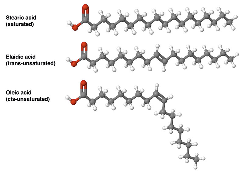 Figure 1  Illustration of a saturated, a trans-unsaturated and a cis-unsaturated fatty acid with 18 carbon atoms in the…