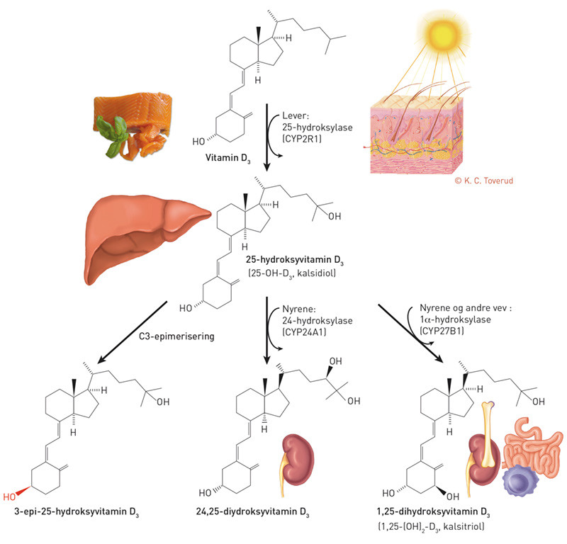 Figur 1  Vitamin D-metabolismen i kroppen. Vitamin D fra kosten eller fra endogen produksjon aktiveres i to trinn, ved…