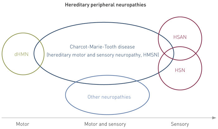 Figure 1  Different groups of hereditary peripheral neuropathies have overlapping phenotypes. dHMN = distal hereditary motor…
