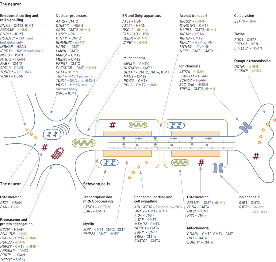 Figure 2  Genes associated with hereditary peripheral neuropathy, their associated phenotypes and presumed pathogenic…