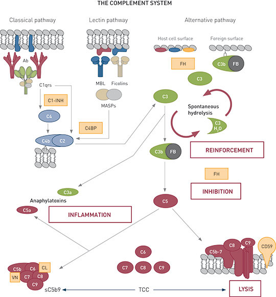 Figure 1  A simplified presentation of the three activation pathways of the complement system, and how they converge in C3…