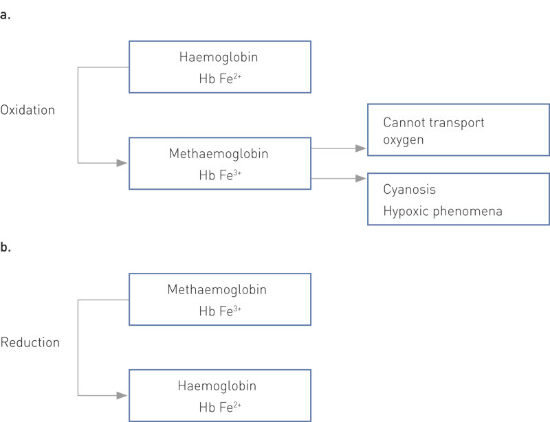 Figure 3  a. In normal haemoglobin, iron is thought to be in its divalent form (Fe2+). The oxidised form of haemoglobin is…