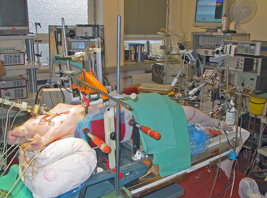 Pig on the operating table at the Institute for Experimentel Medical Research at Ullevål hospital in about year 2000. This…