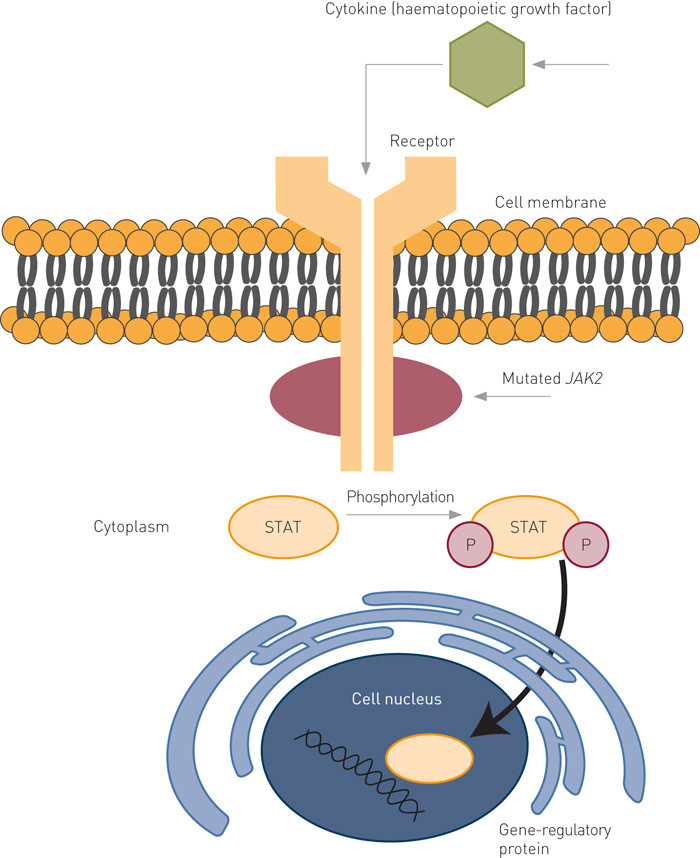 Figure 1 JAK2 signalling. JAK2 is a kinase expressed in haematopoietic cells that is stimulated by the binding of cytokines…