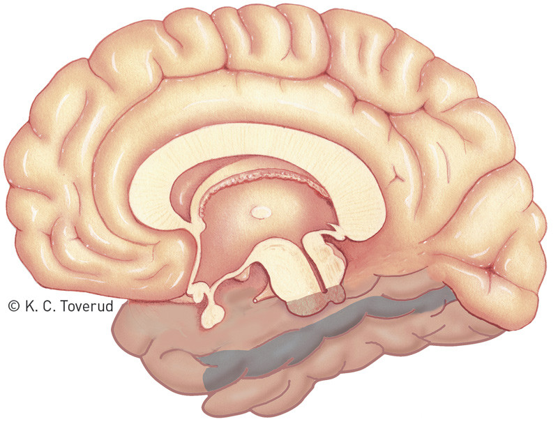 Figure 4  Medial view of the right hemisphere, with the fusiform gyrus of the temporal lobe marked in blue. Functional MRI…