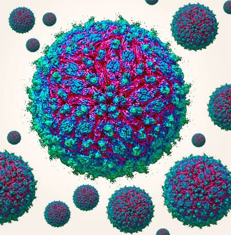 Molekylær modell av zikaviruspartikler. Foto: Science Photo Library