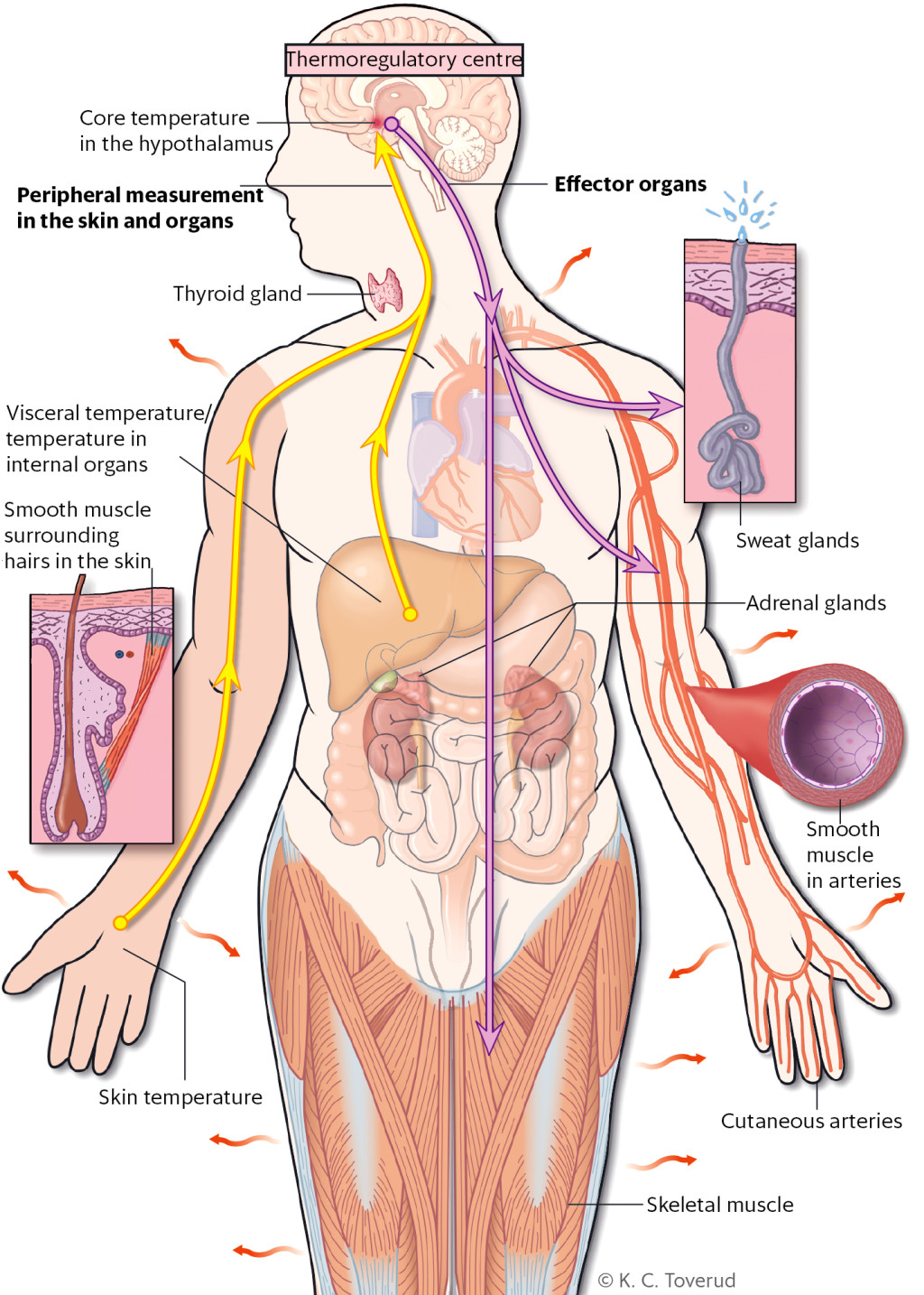 Figure 1 The hypothalamus sends signals to arterial smooth muscle, the sweat glands, smooth muscle surrounding hairs in the…