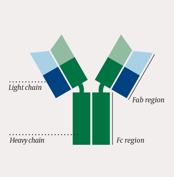 Figure 2 One immunoglobulin monomer consists of two heavy and two light chains that together form two Fab regions and one Fc&hellip;