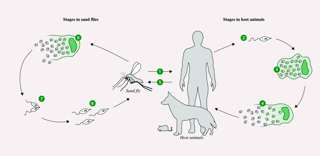 Figure 2 The life cycle of the Leishmania parasite 1) Bite from an infected sand fly transmits the Leishmania parasite to…