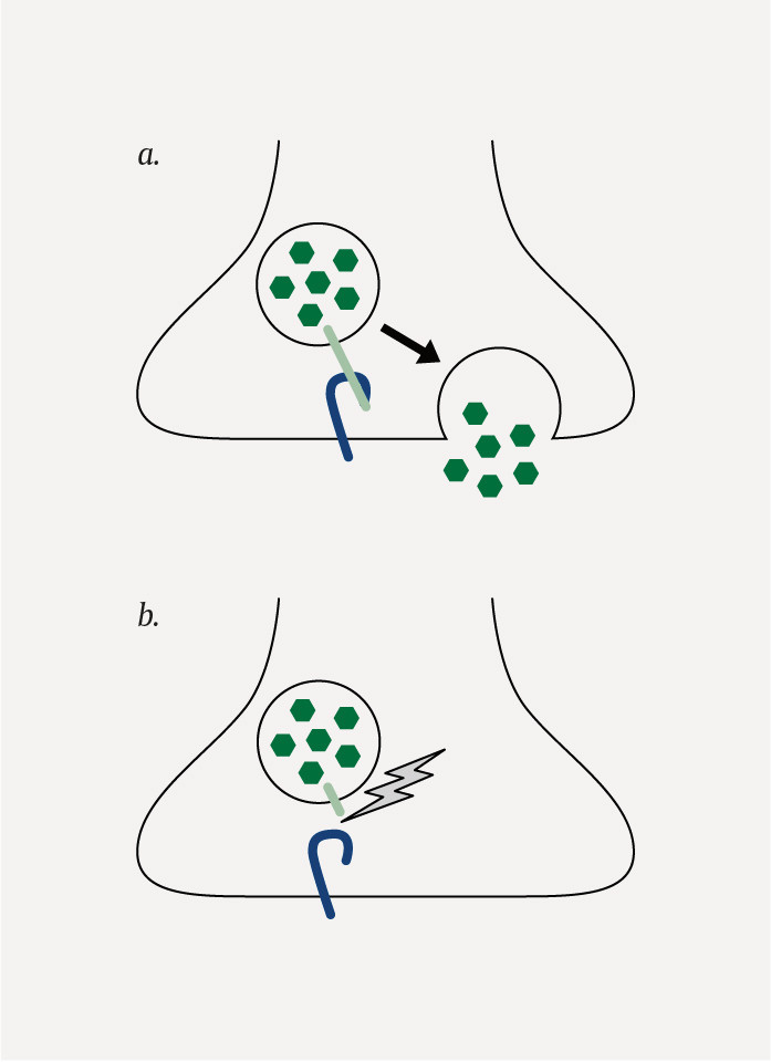 Figure 1 a) Release of neurotransmitters normally occurs through binding of vesicle-associated membrane protein (VAMP, shown&hellip;