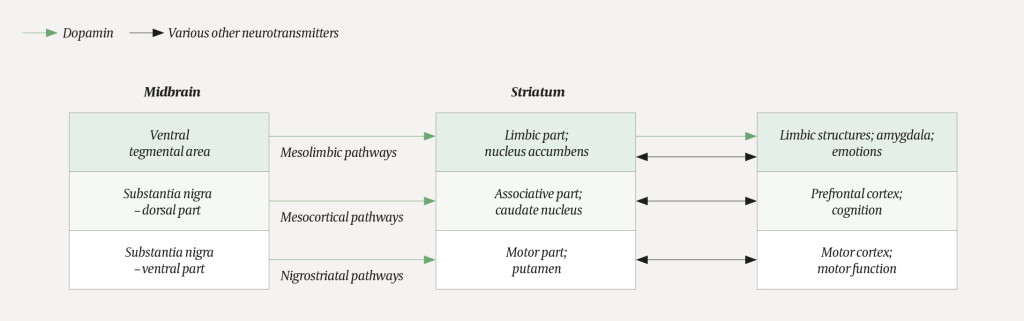 Figure 1 Simplified schematic overview showing the connections from dopaminergic neurons in the midbrain to the striatum and&hellip;