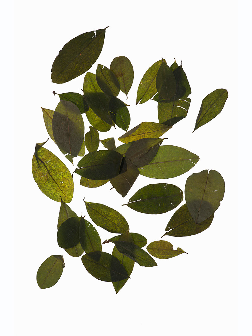 Figur 1 Tørkede blader fra kokabusken, Erythroxylum coca. Foto: Laurange/NTB.