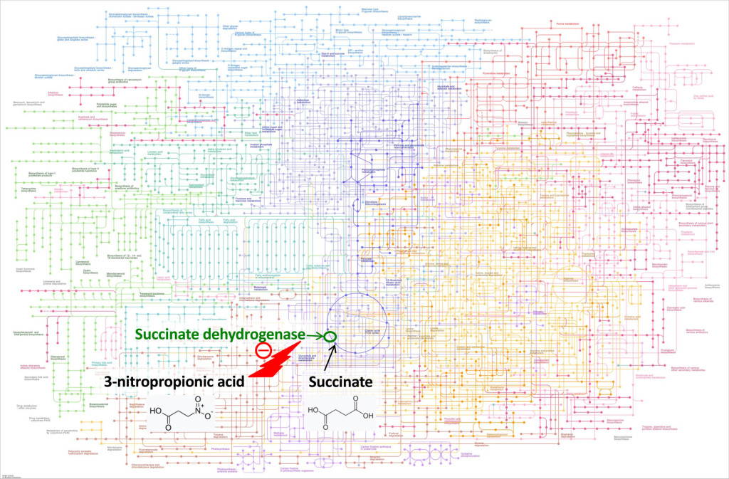 Figure 1 KEGG Metabolic pathways (2) presents the various biochemical reaction pathways with their thousands of metabolites …