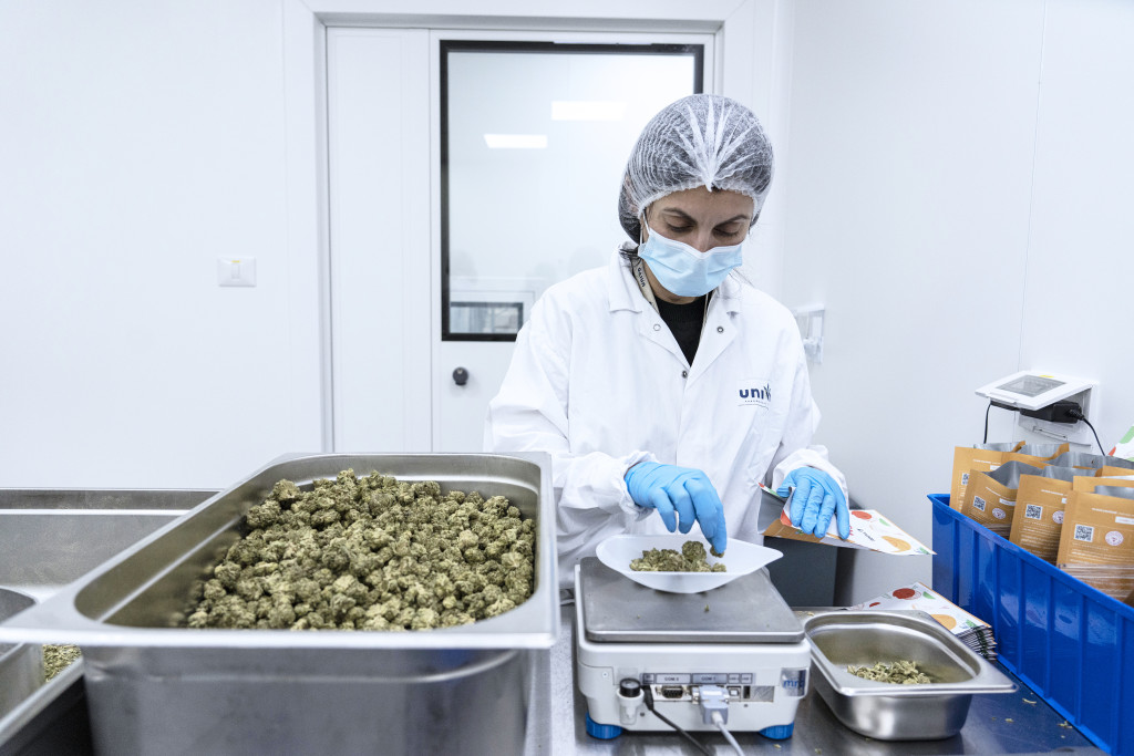 Pakking av medisinsk cannabis ved UNIVO Pharmaceuticals, Israel 2022. Illustrasjonsfoto: Tsafrir Abayov, AP/NTB