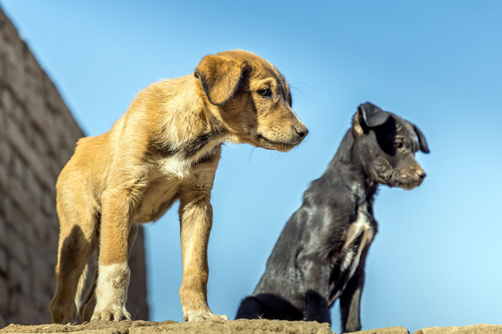 Illustrasjonsfoto: Martina Birnbaum / iStock