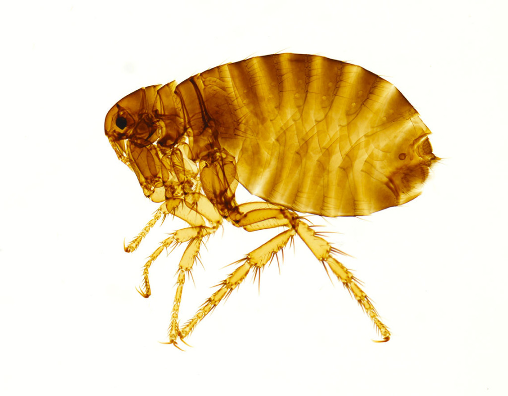 Hunnmenneskeloppe (Pulex irritans) framstilt ved lysmikroskopi (whole mount). Artens hunner er større enn hannene…