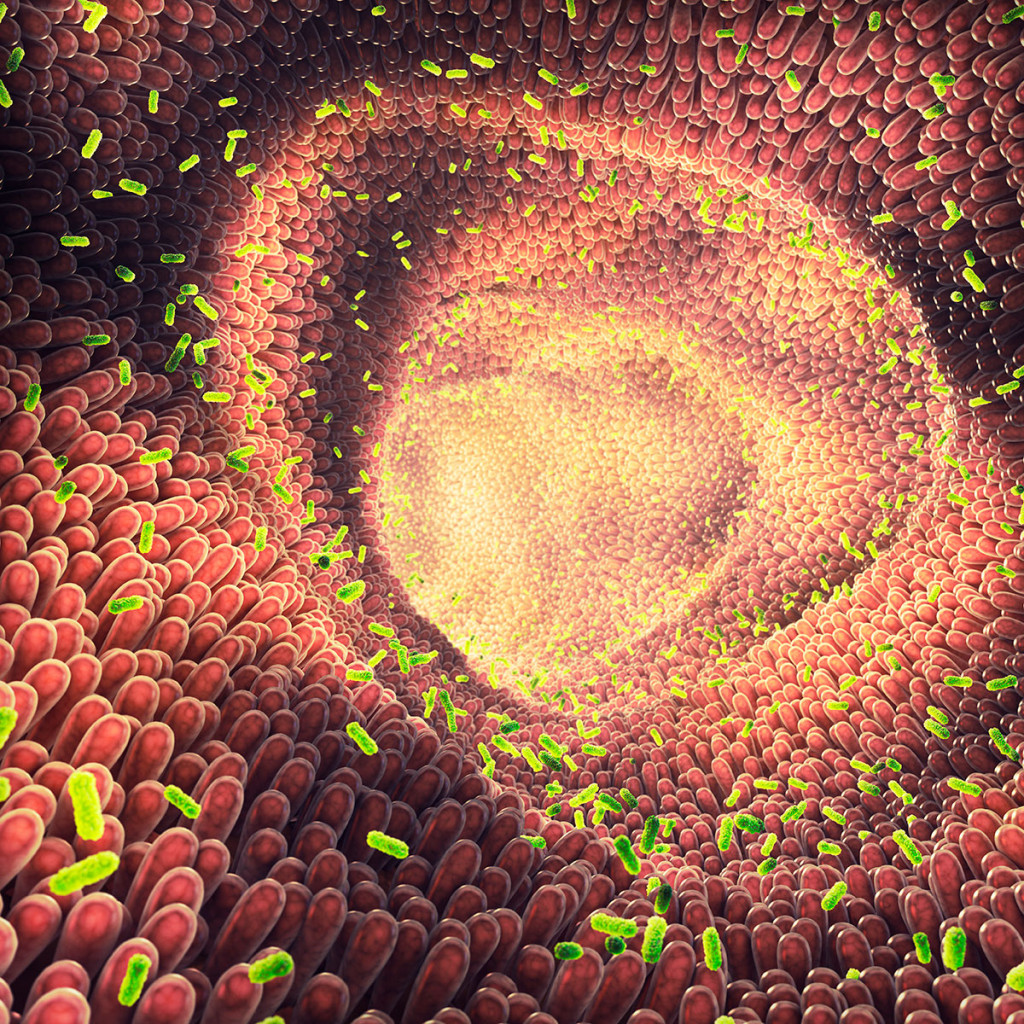 Tarmbakterie. Illustrasjonsfoto: Science Photo Library / NTB