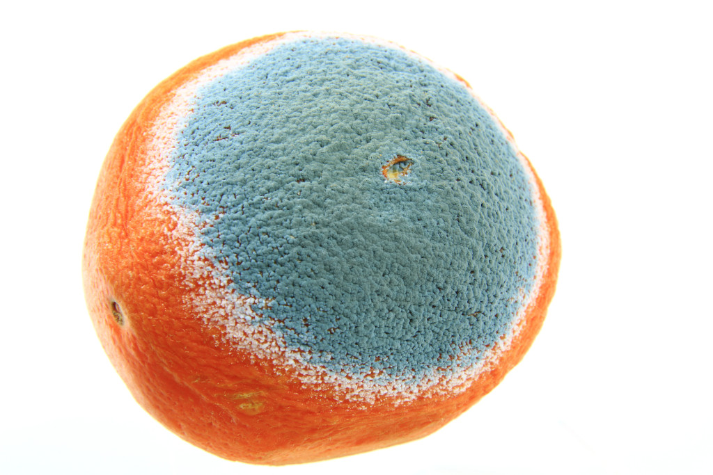 Penicillium citrinum Pen51. Foto: jopelka/iStock