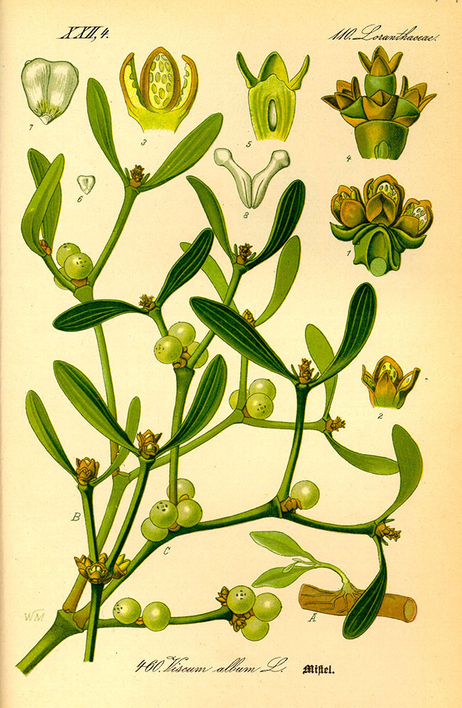 Viscum album. Otto Wilhelm Thomé, «Flora von Deutschland, Österreich und der Schweiz, Nur Tafeln.» (1885 - 1905). I…