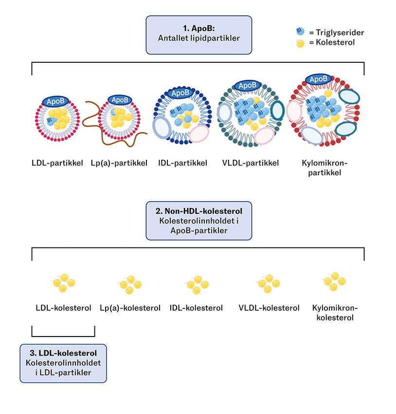 Figur 1 Oversikt over hva markørene apoB, LDL-kolesterol, og non-HDL-kolesterol måler. LDL = Low density lipoprotein. Non…