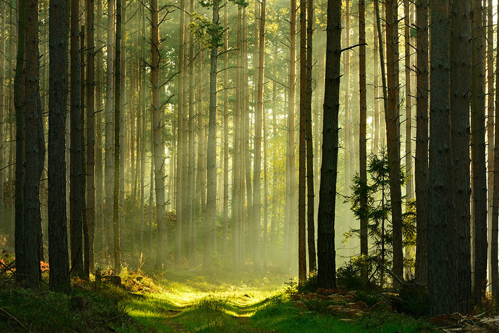 Foto: AVTG/iStock