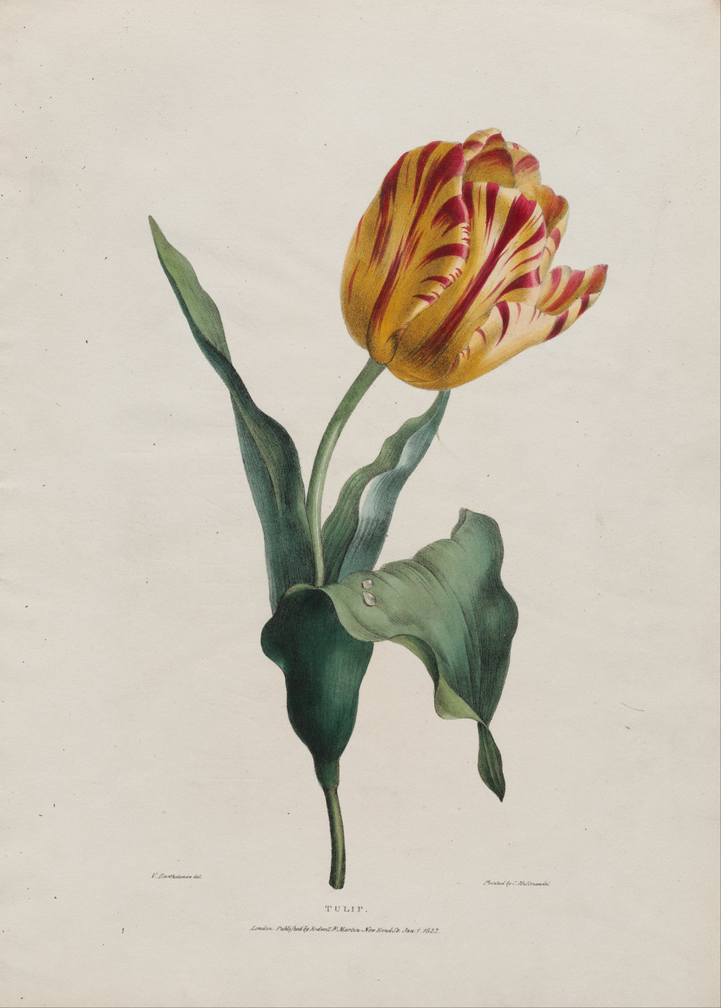 Tulipan av Valentine Bartholomew (1799&ndash;1879). Museum of Fine Arts Boston, i offentlig eie, via Wikimedia Commons